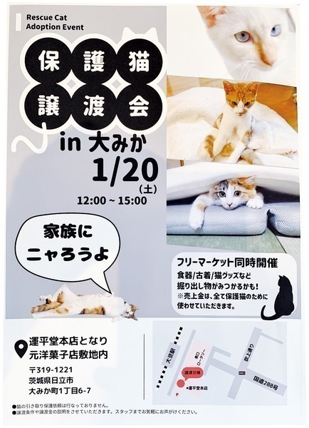 Rescue Cat Adoption Event<br />
保護猫譲渡会 in 大みか