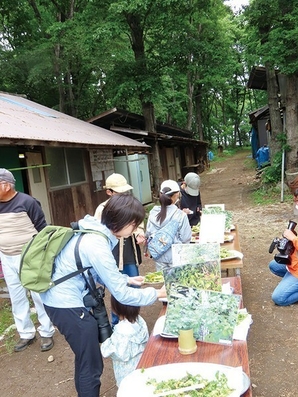 春の山菜を天ぷらにして食べよう！<br />
春の植物観察会