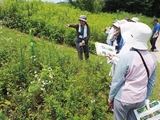 公園の夏を体験しよう！<br />
古河公方公園 夏の植物観察会