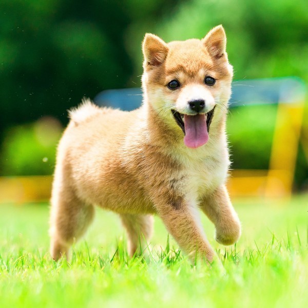 株式会社MISAKO犬舎｜茨城県のペットショップ子犬たちの販売情報をお届け