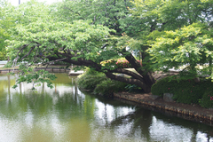 若林池緑地