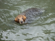 大きなクマの迫力と愛らしいしぐさも必見です！