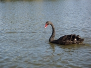 白鳥とはまた違った美しさと存在感を漂わせる、黒鳥もいますよ。