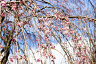 桜の季節は出店も出て大人気スポットです。