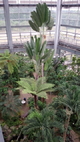 熱帯植物館の巨大植物！