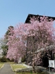 佐白山の桜