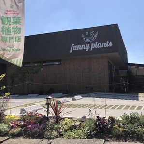 Funny plants